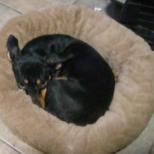 Meet your Posher, Pamela